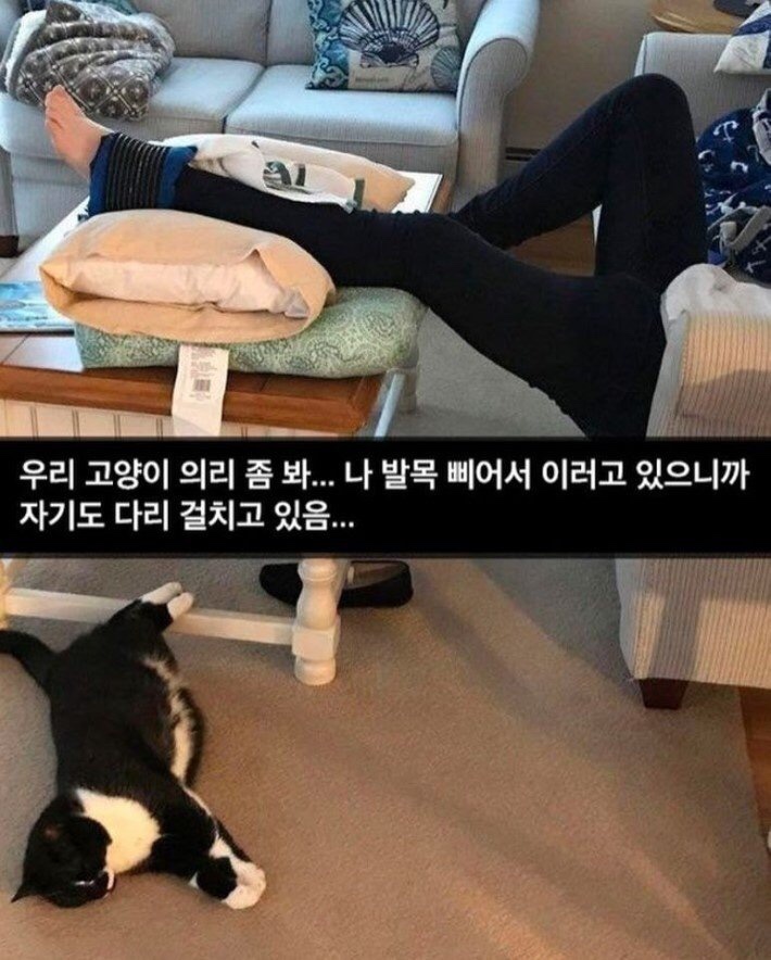 냥신사 이미지