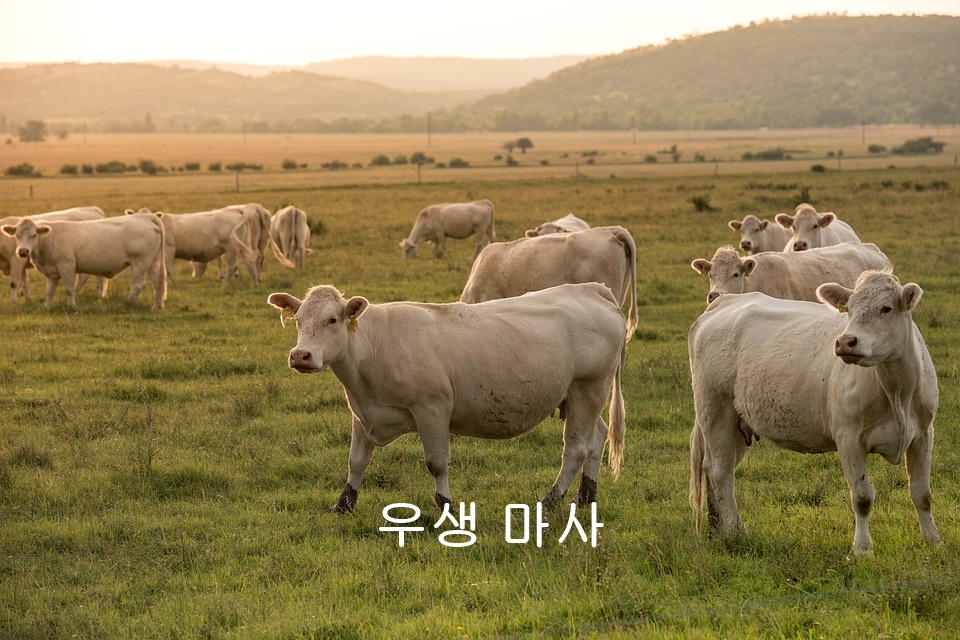 우생 이미지
