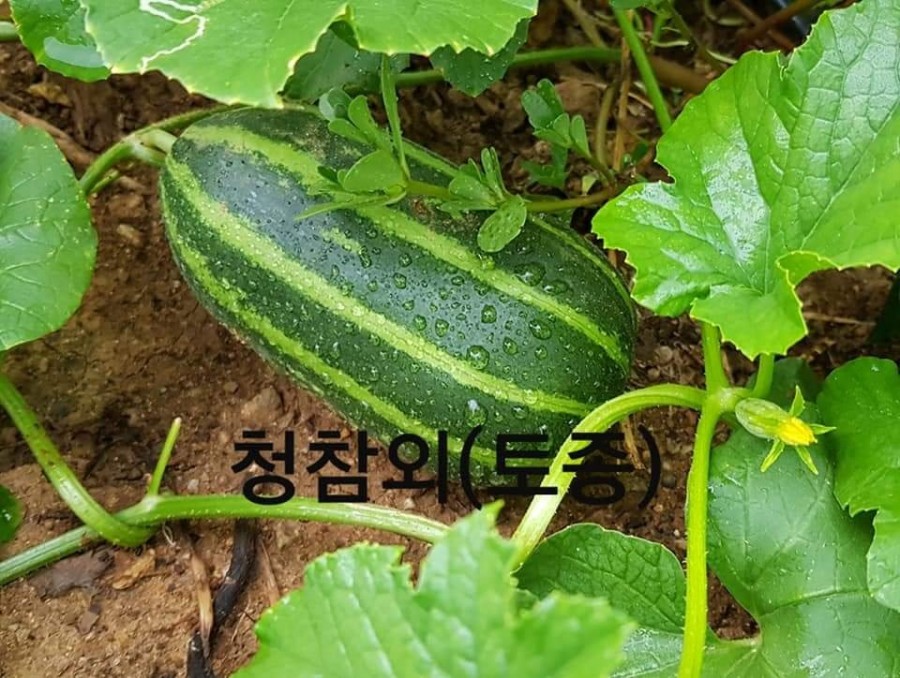 자연새싹 이미지