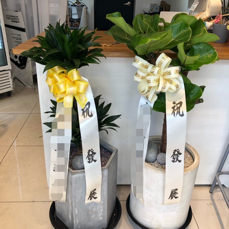 연산화분 이미지