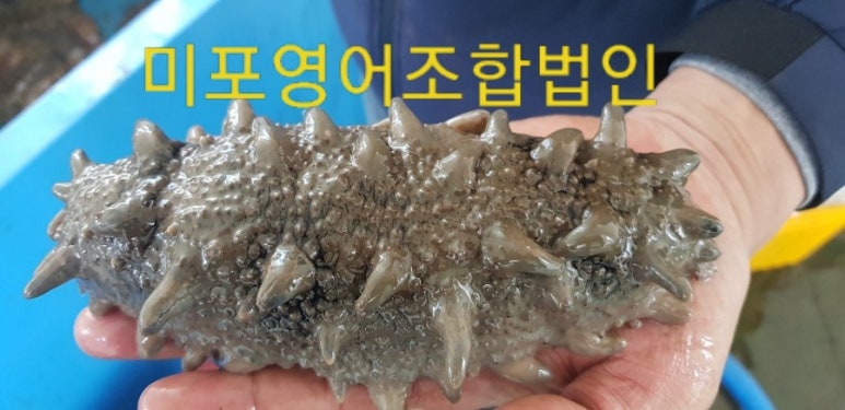미포영어조합법인 이미지