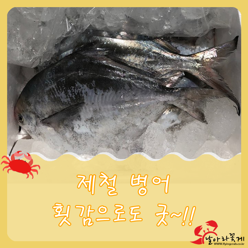 날아라 생선 이미지