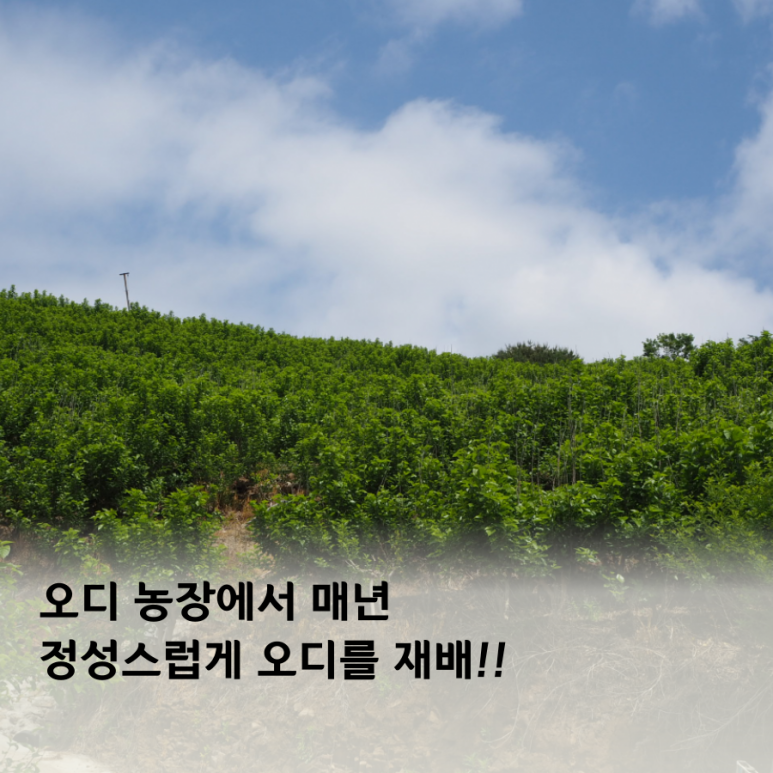 오디스토리 이미지