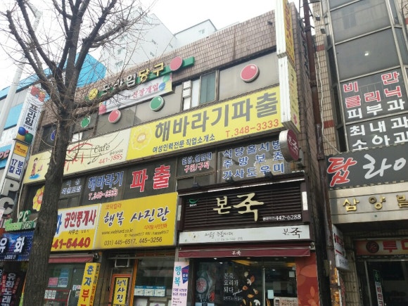 해바라기파출 이미지