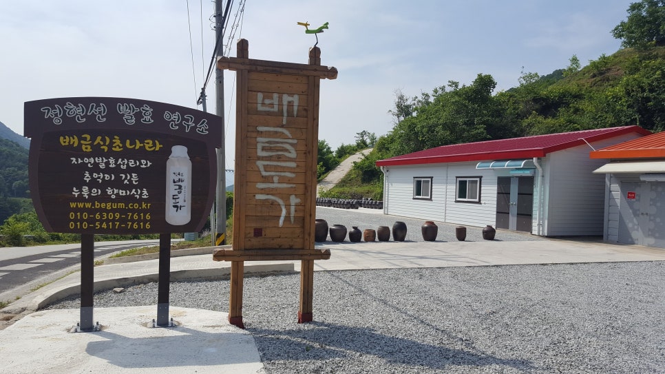 배금초 이미지