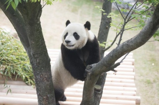 판다곰 이미지