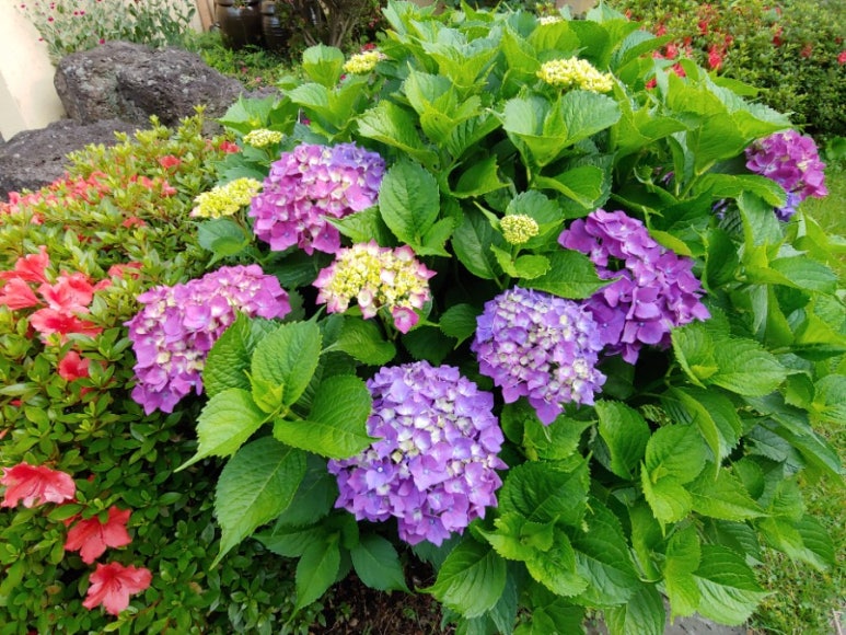 방주국수 이미지