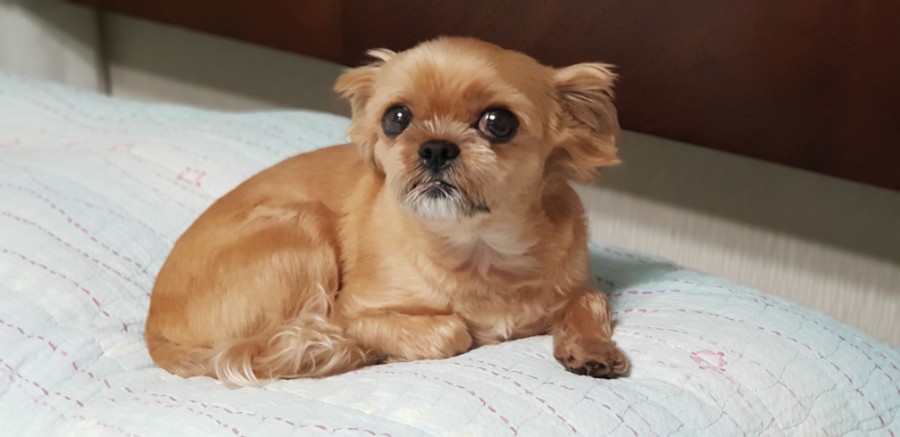 똘이2 이미지