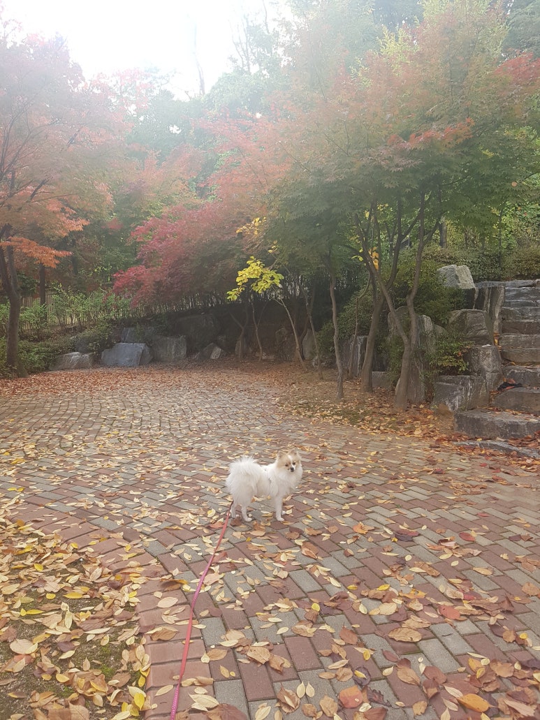 버디치킨 이미지
