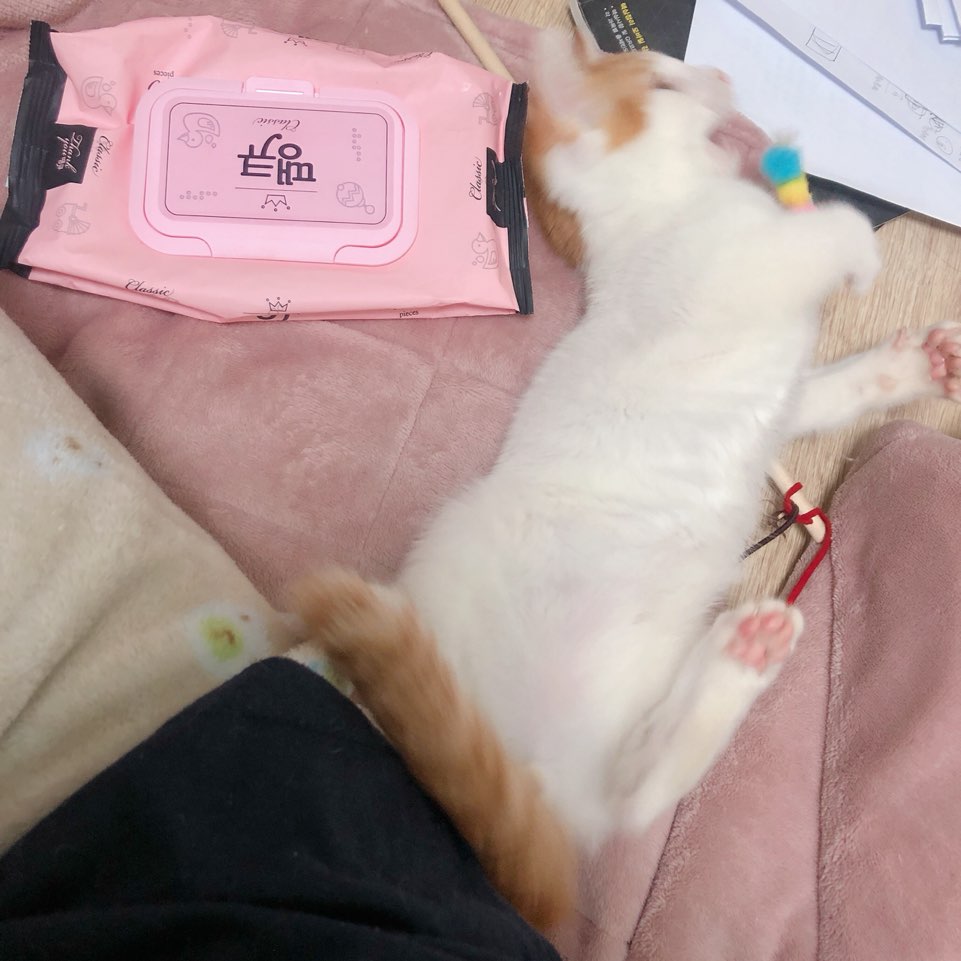 성꼬미 이미지