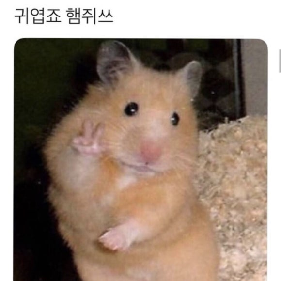 호야스시 이미지