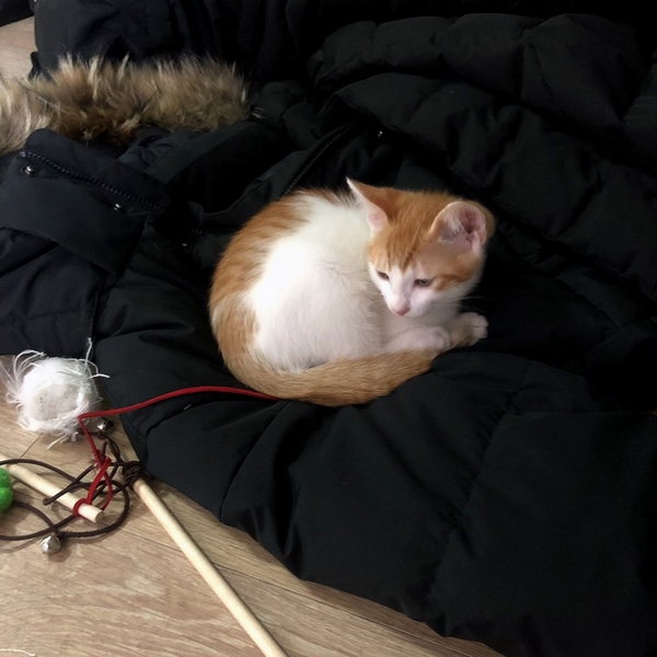 성꼬미 이미지