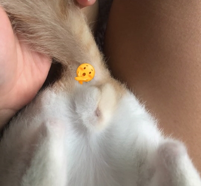 성꼬미 이미지