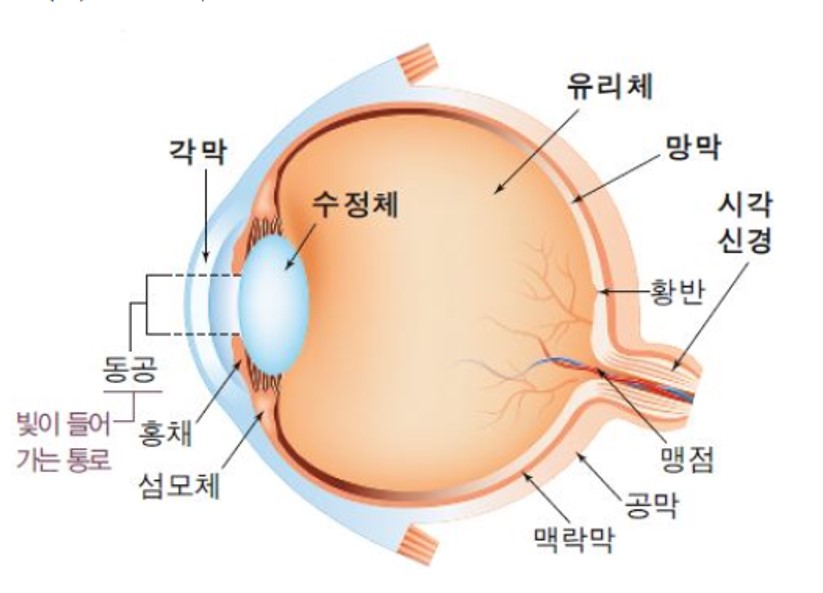 성남성모안과 이미지