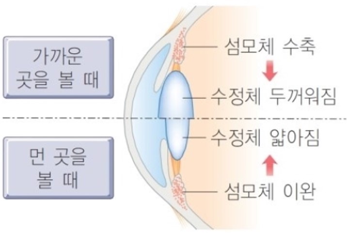 성남성모안과 이미지