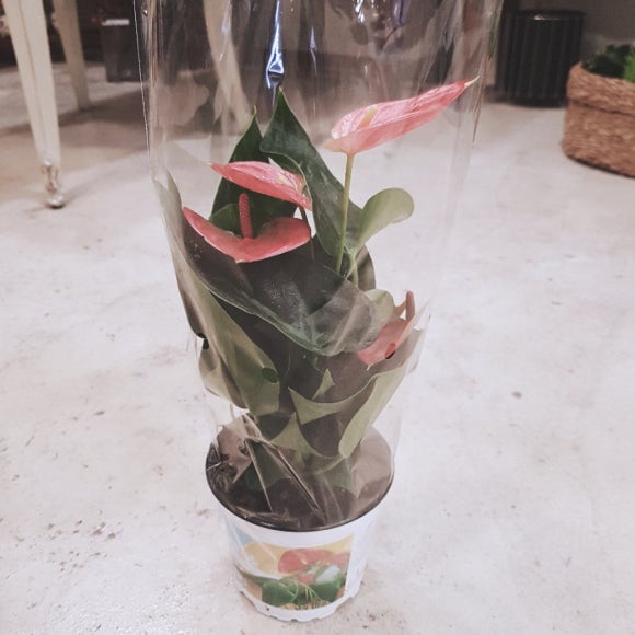 스튜디오넬리 이미지
