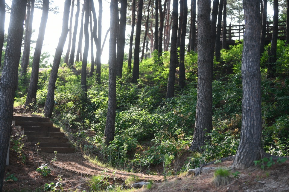 태양꽃식물원 이미지