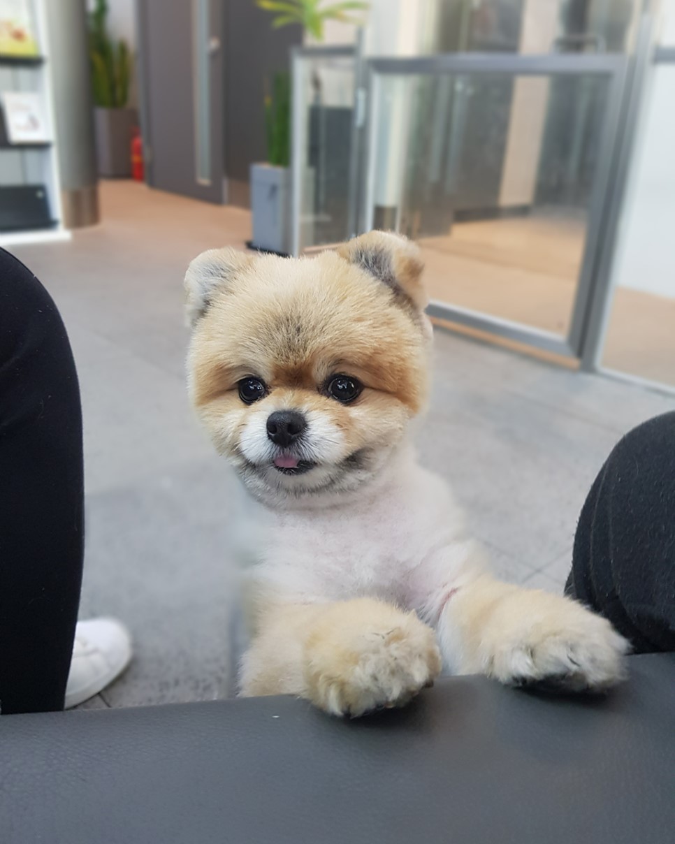더차우 이미지