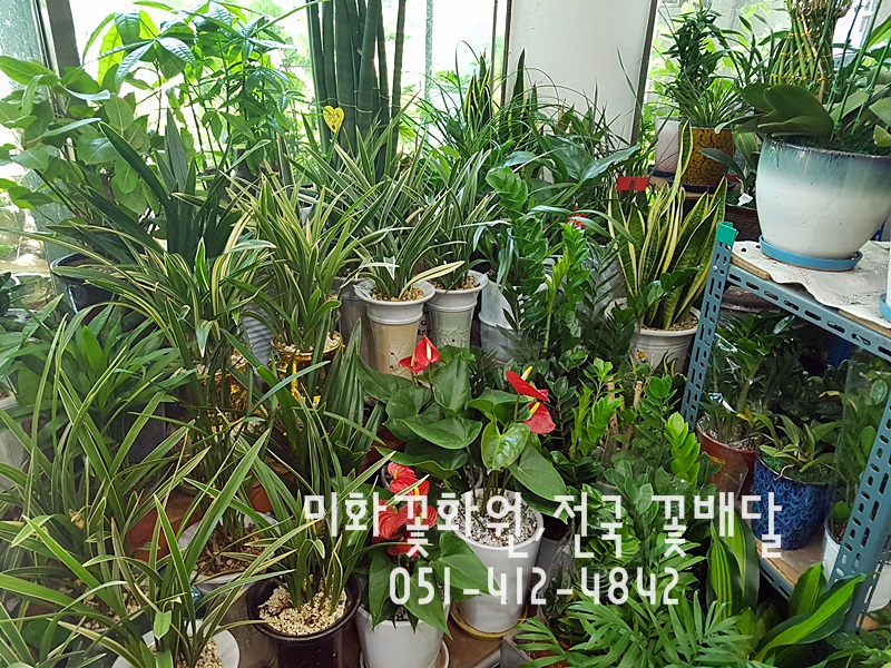 미화화원 이미지