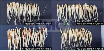 별크린 이미지