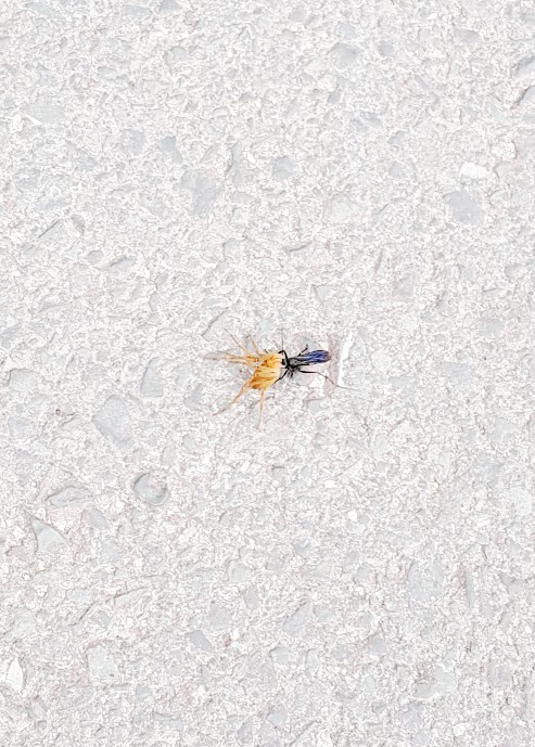 블럭파티 이미지