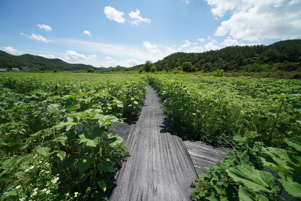 해바라기농산 이미지