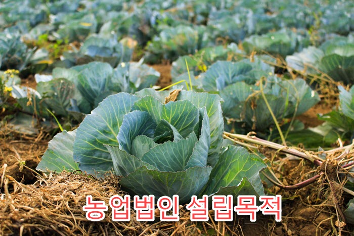 된다행정사사무소 이미지
