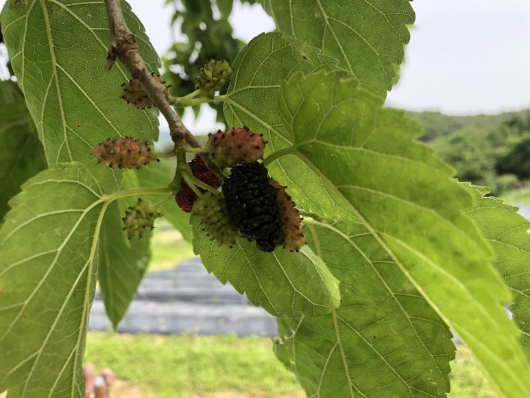 오오디헤어 이미지