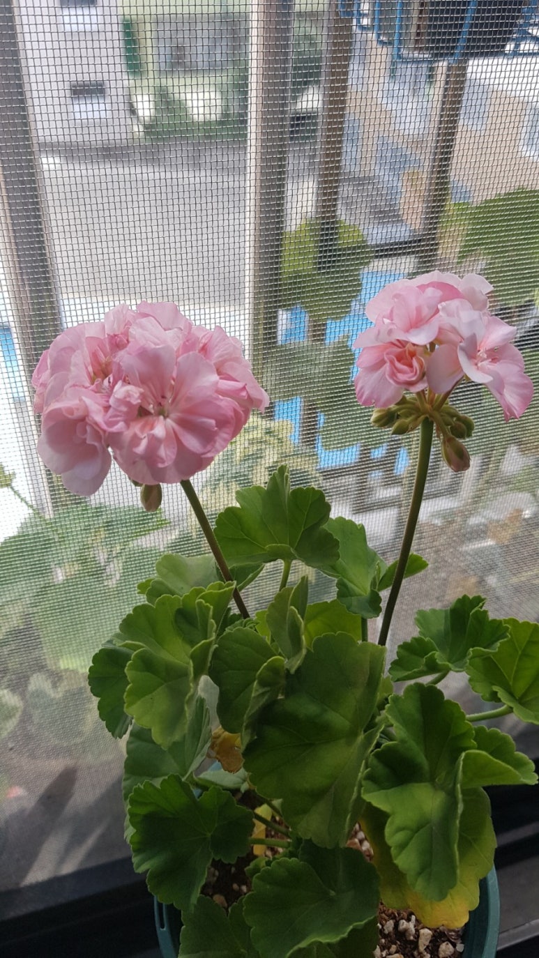 별비다육 이미지