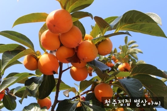 나무와숲 이미지