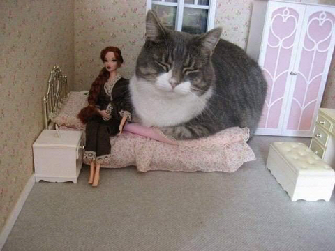 인형방 이미지