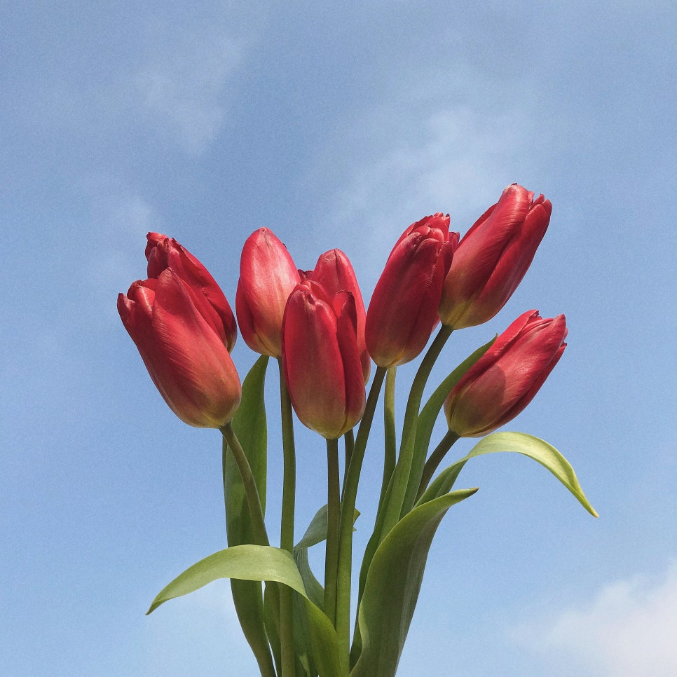 프롬히얼 이미지