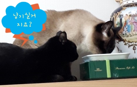 예빛파출넷 이미지