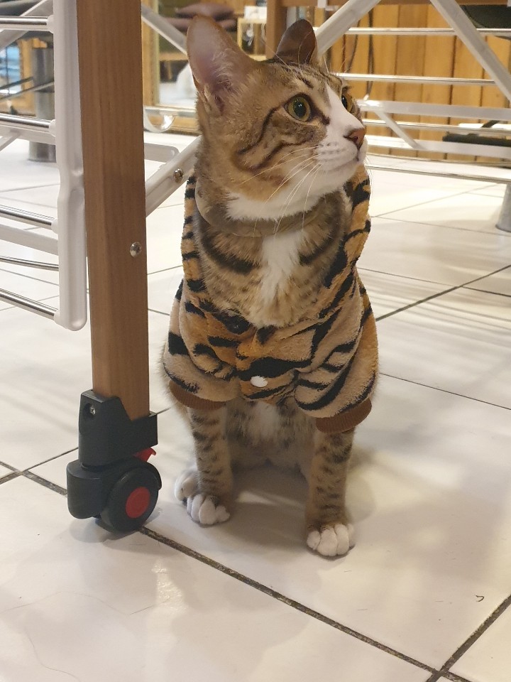 바니헤어 이미지