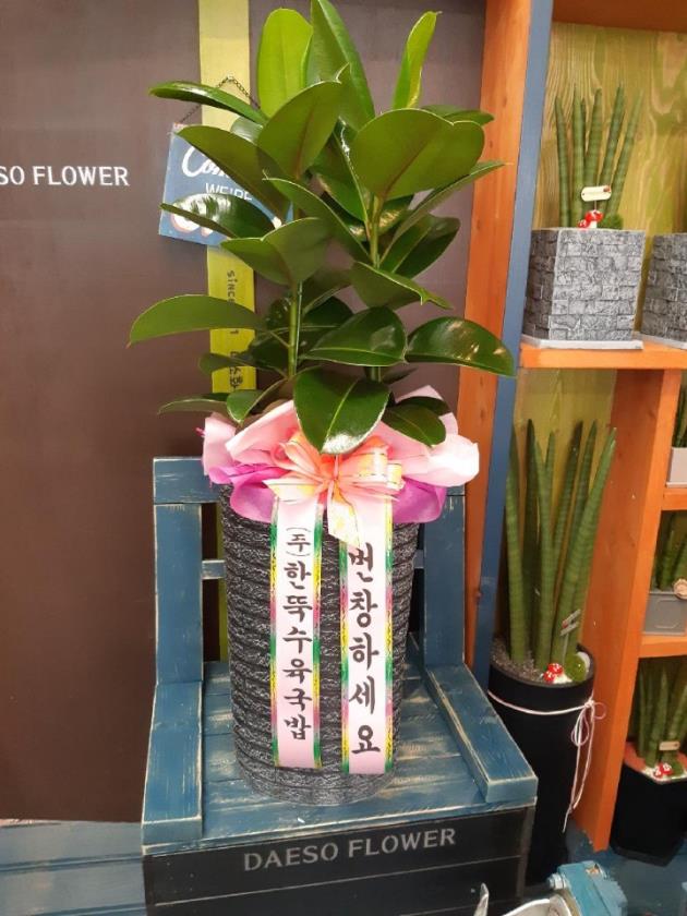화분들닷컴 이미지