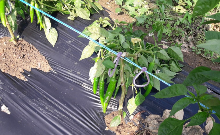 솔영농 이미지