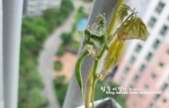 꼬투리걸 이미지