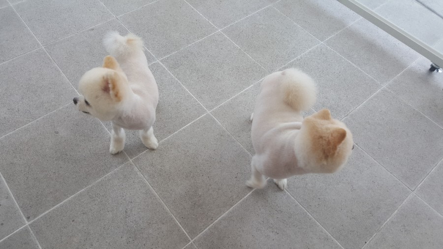 얌얌 이미지