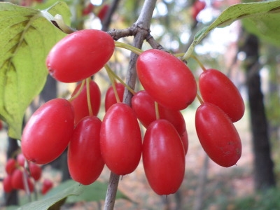 산수유한의원 이미지