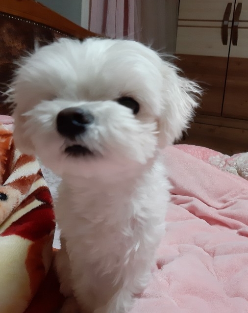 카사랑 이미지