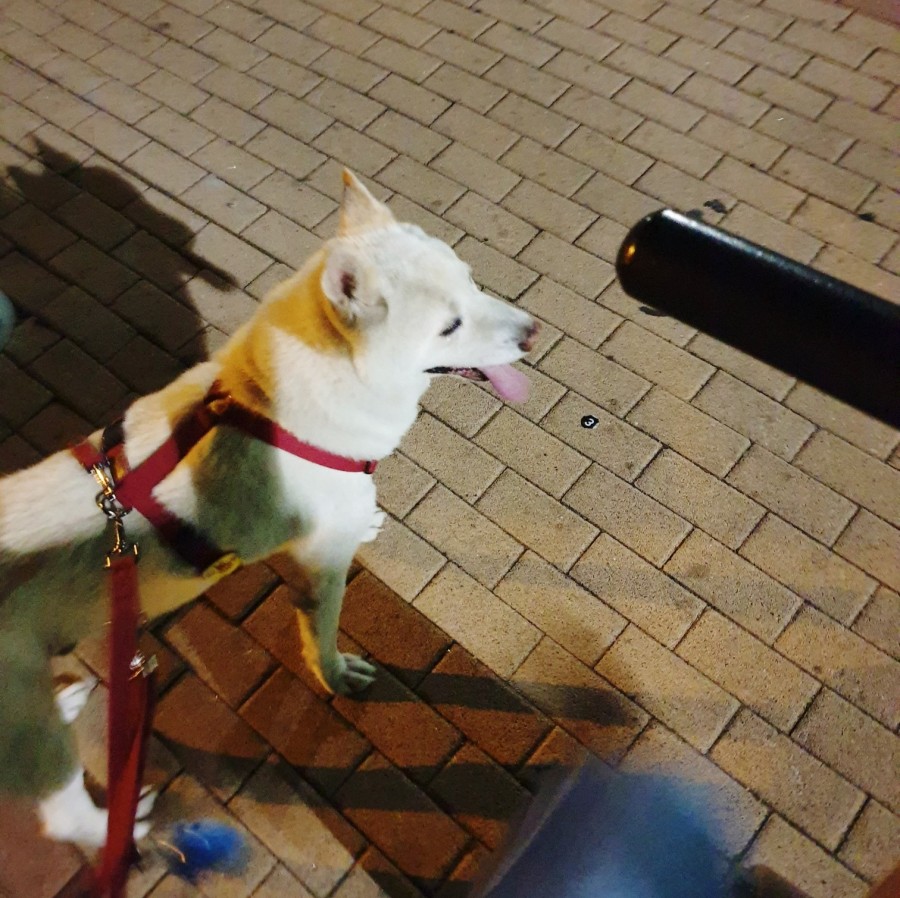 보듬샵 이미지