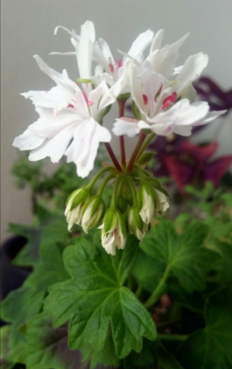 큐티수피아 이미지