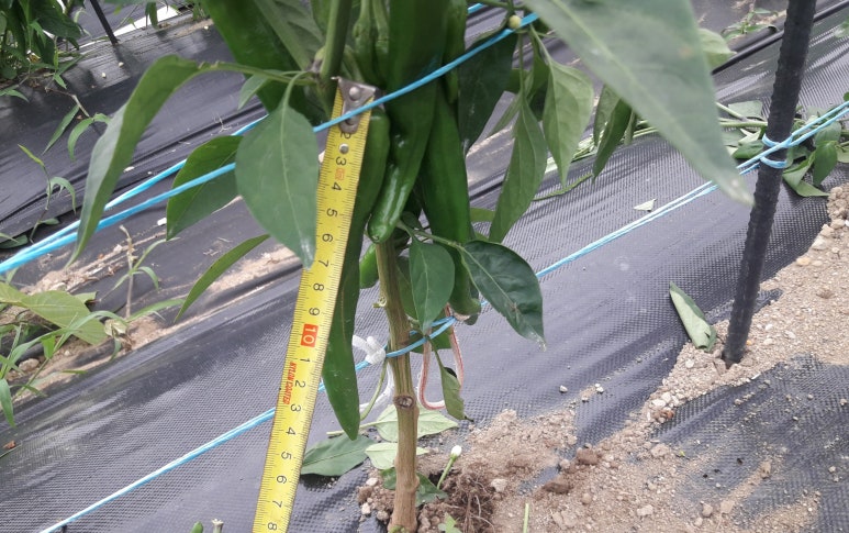 솔영농 이미지