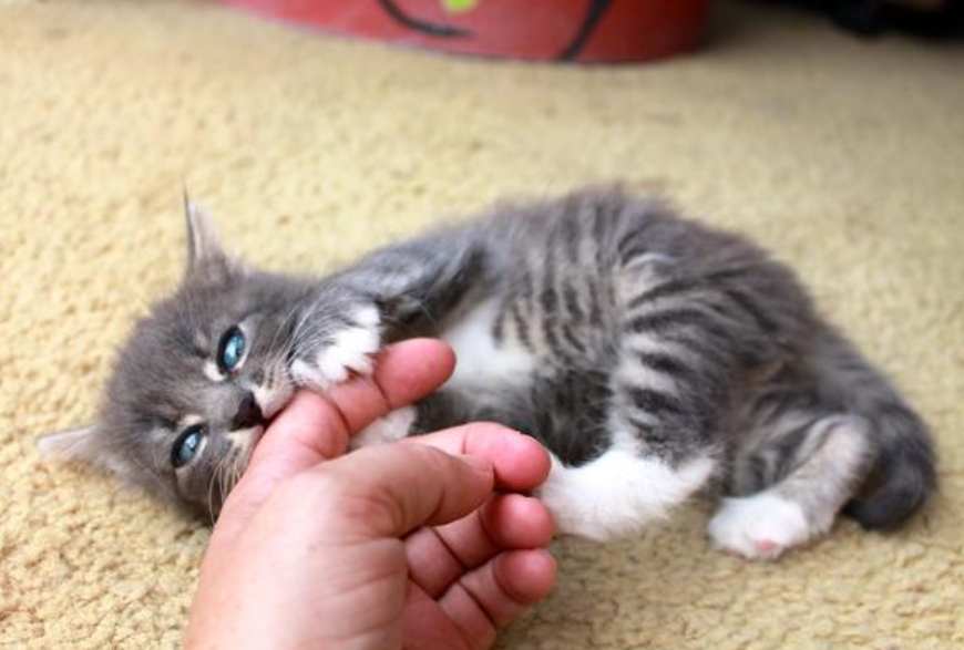 고양이 응급처치