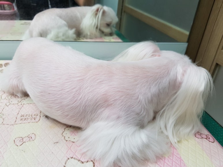 가위공쥬 이미지