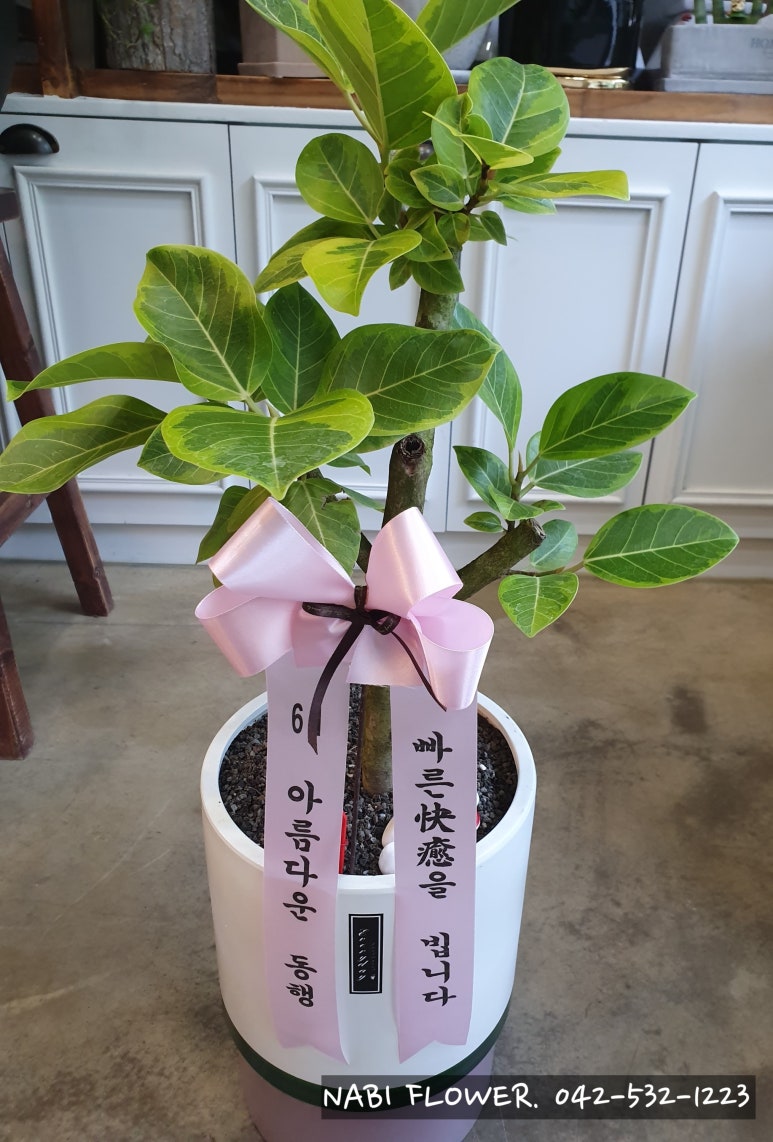 갈마나비꽃 이미지