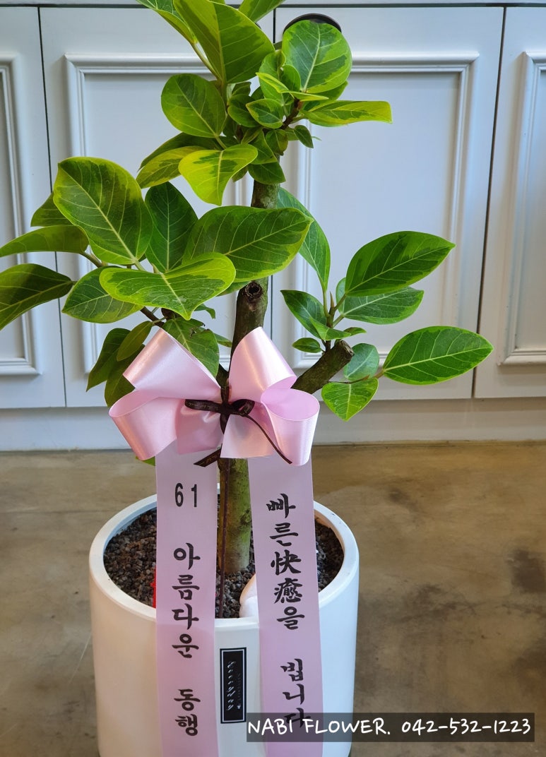 갈마나비꽃 이미지