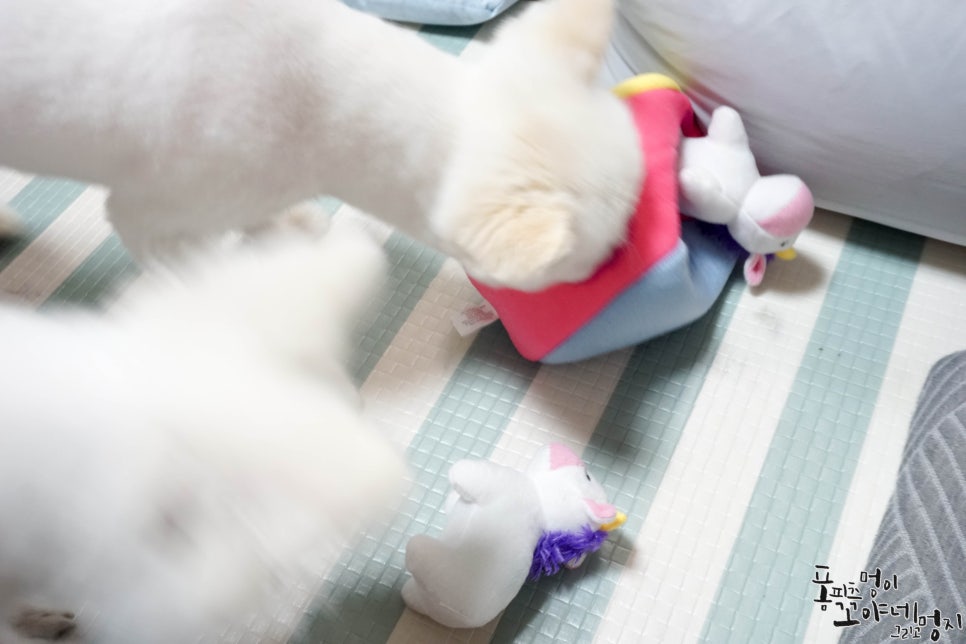 뽀도리코 이미지