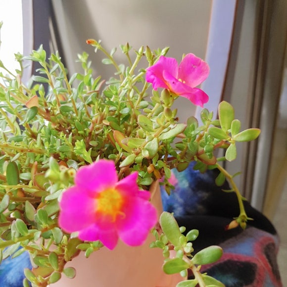 스튜디오넬리 이미지