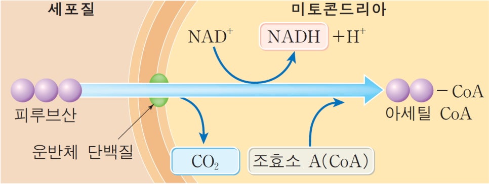 대천식품 이미지
